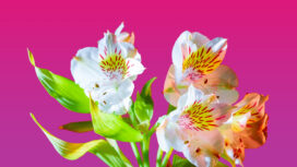 In ChildFund Uganda, children and their parents planted more than 10,000 eucalyptus trees and 5,000 pine trees to create two new forests. In an area where environmental degradation has reduced the quality of life, the new forests provide inexpensive firewood, protection against soil erosion and an economic boost, as the trees provide timber for housing and other projects.