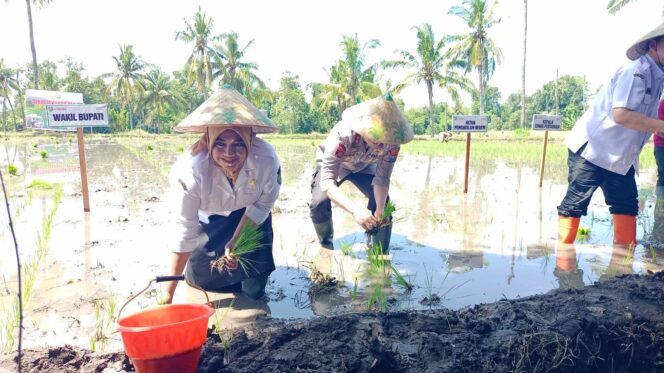 
 Wakil Bupati, Mbak Ulfiyah Turun ke Sawah, Wujudkan Mimpi Lumbung Pangan Nasional dari Situbondo