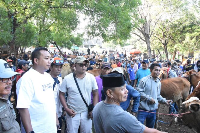 
 Ramainya Pasar Hewan Situbondo Jelang Kurban, Bupati, Mas Rio Ikut Bertransaksi