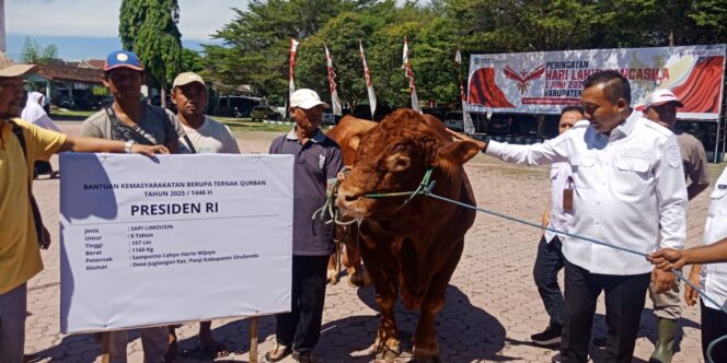 
 Pemkab Situbondo Dapat Bantuan Sapi Kurban Seberat 1,16 Ton dari Presiden Prabowo Subianto
