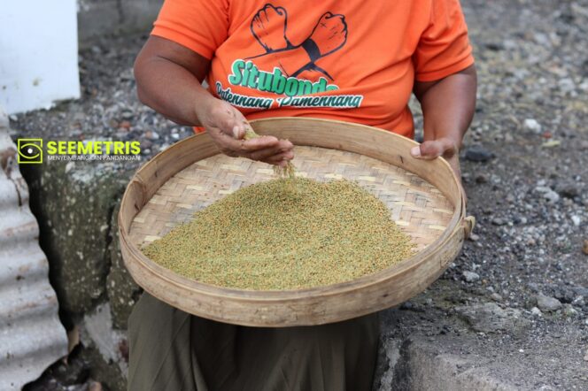 
 Lebih Mahal dari Bawang Merah, Padi, dan Jagung: Warga Situbondo Raup Untung Rp.30 Ribu per Kg dari Tanaman Liar “Rabet”